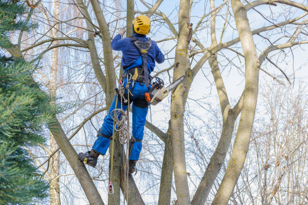 Lawn Maintenance Plans in Utica, NE